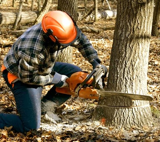 Tree Removal in Stephan, SD
